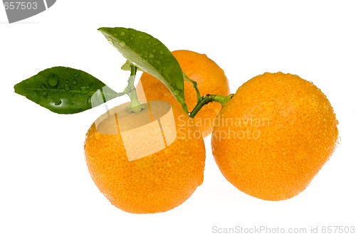 Image of mandarin, calamondin