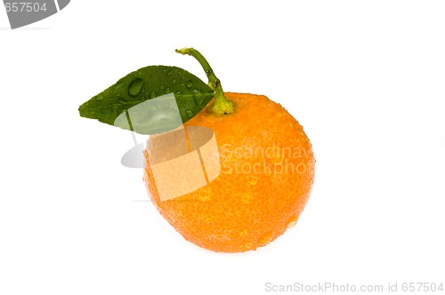 Image of mandarin, calamondin