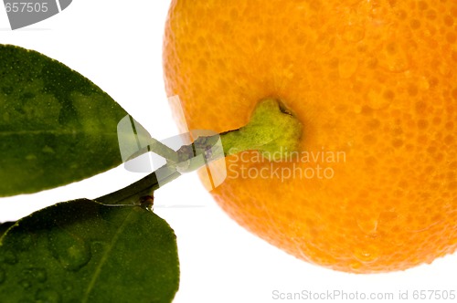 Image of mandarin, calamondin