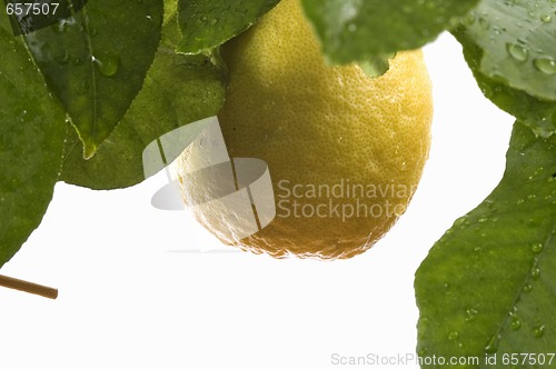 Image of lemon tree with fruit and leaves