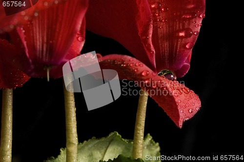 Image of Extreme macro detail of a cyclamen flower