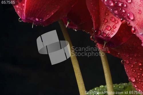 Image of Extreme macro detail of a cyclamen flower