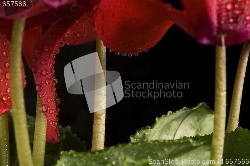 Image of Extreme macro detail of a cyclamen flower