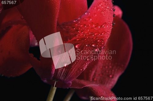 Image of Extreme macro detail of a cyclamen flower