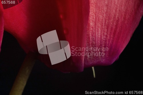 Image of Extreme macro detail of a cyclamen flower