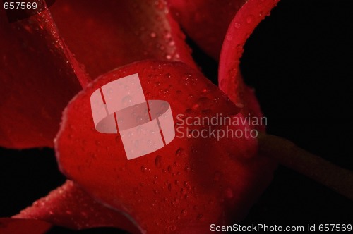 Image of Extreme macro detail of a cyclamen flower