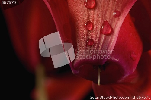 Image of Extreme macro detail of a cyclamen flower