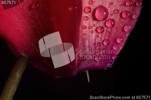 Image of Extreme macro detail of a cyclamen flower