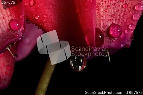 Image of Extreme macro detail of a cyclamen flower