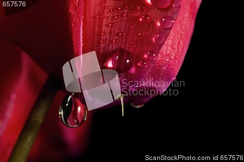 Image of Extreme macro detail of a cyclamen flower