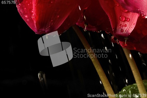 Image of Extreme macro detail of a cyclamen flower