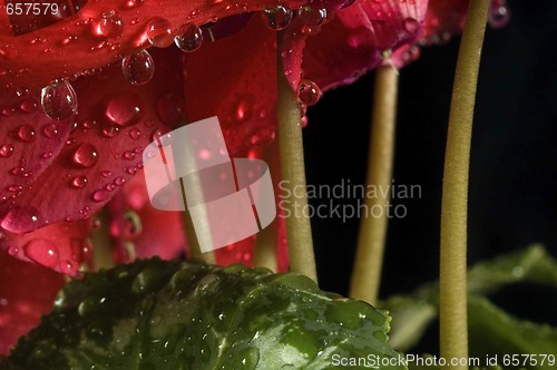Image of Extreme macro detail of a cyclamen flower