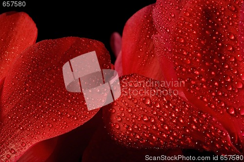 Image of Extreme macro detail of a cyclamen flower