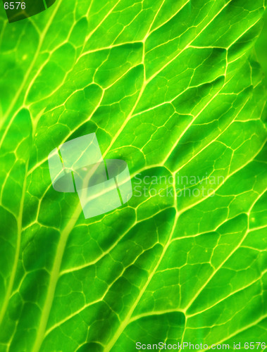 Image of Green leaf Texture