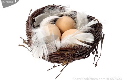 Image of Nest with eggs and feathers