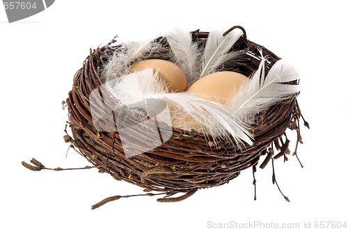 Image of Nest with eggs and feathers