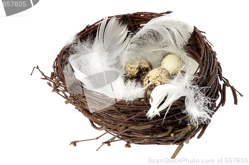 Image of Nest with eggs and feathers