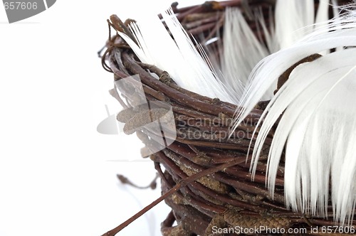 Image of Nest with eggs and feathers