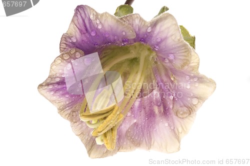 Image of violet flower. kobea