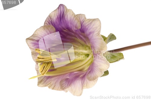 Image of violet flower. kobea