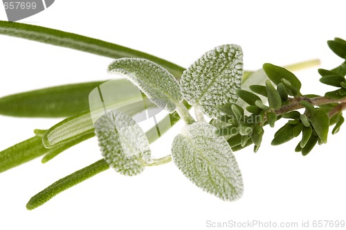 Image of herbs and spices. rosemary, salvia