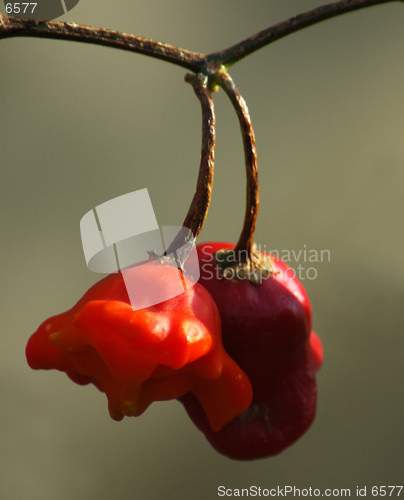 Image of Red Pepper