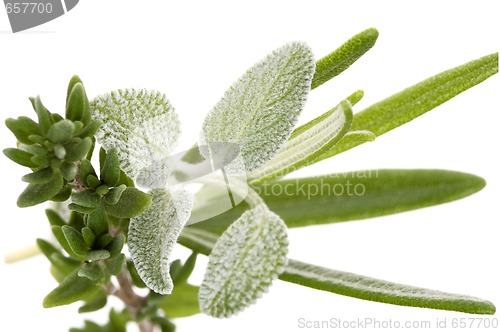 Image of herbs and spices. rosemary, salvia