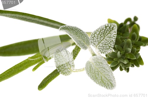 Image of herbs and spices. rosemary, salvia