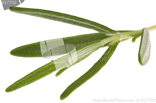 Image of herbs and spices. rosemary