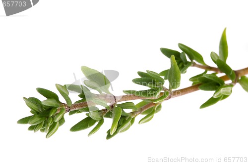 Image of herbs and spices. 