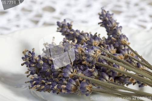 Image of lavender