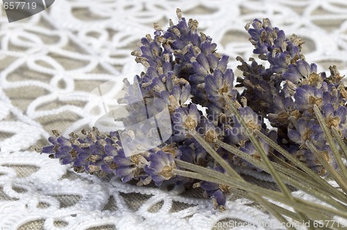 Image of lavender