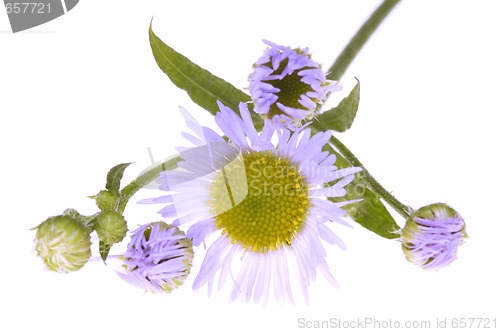 Image of violet wildflower