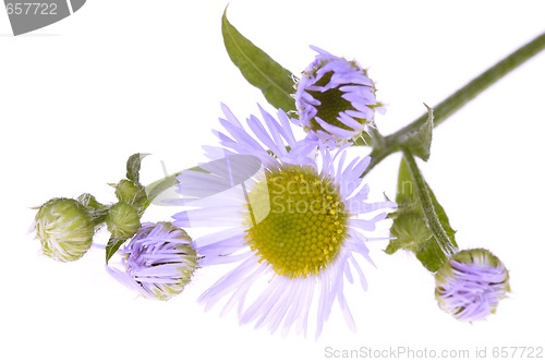 Image of violet wildflower