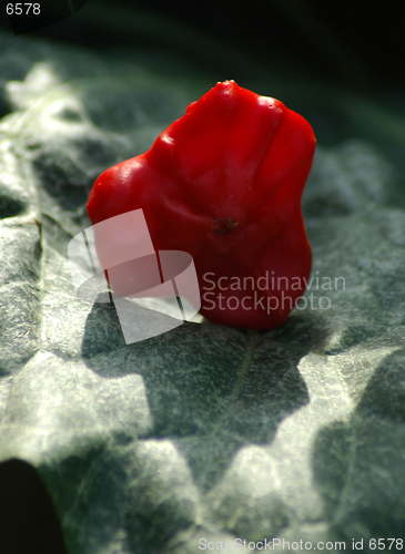 Image of Decorative pepper