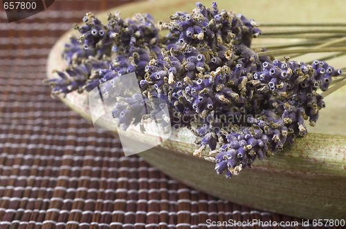 Image of lavender bunch