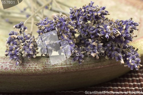 Image of lavender bunch