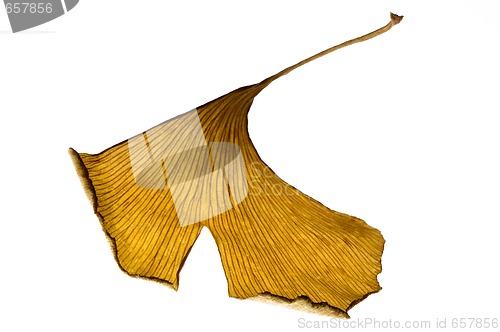 Image of herbs - dried gingko biloba leaf