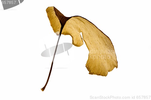 Image of herbs - dried gingko biloba leaf