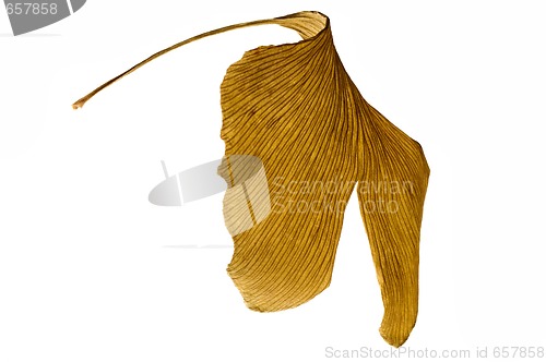 Image of herbs - dried gingko biloba leaf