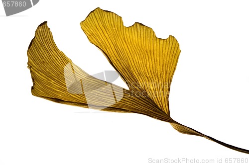 Image of herbs - dried gingko biloba leaf