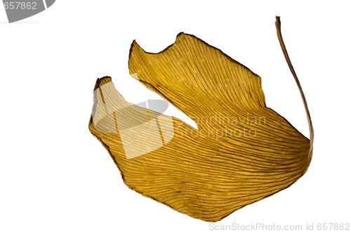 Image of herbs - dried gingko biloba leaf