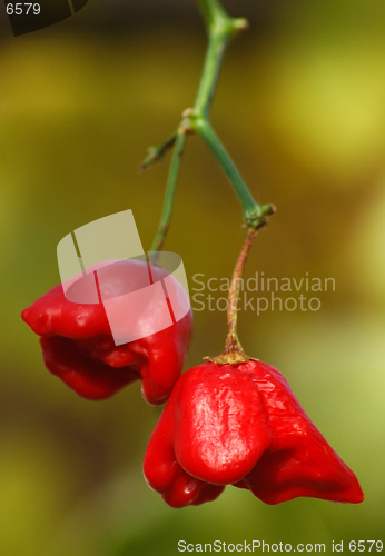 Image of Red pepper