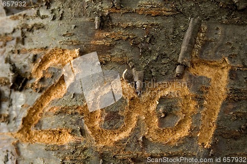 Image of 2007 carved in an old tree