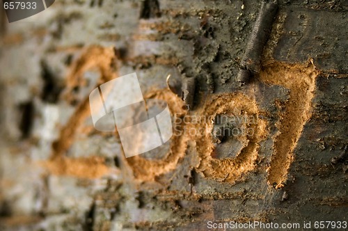 Image of 2007 carved in an old tree