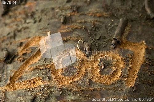 Image of 2007 carved in an old tree