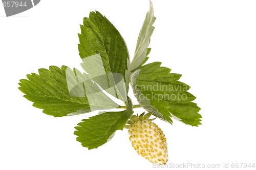 Image of yellow starwberry on white