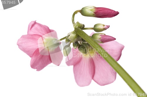 Image of pink flower