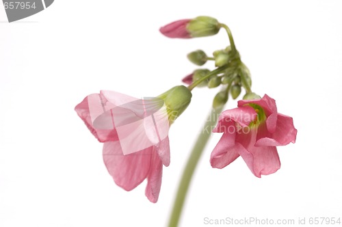 Image of pink flower