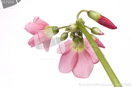 Image of pink flower